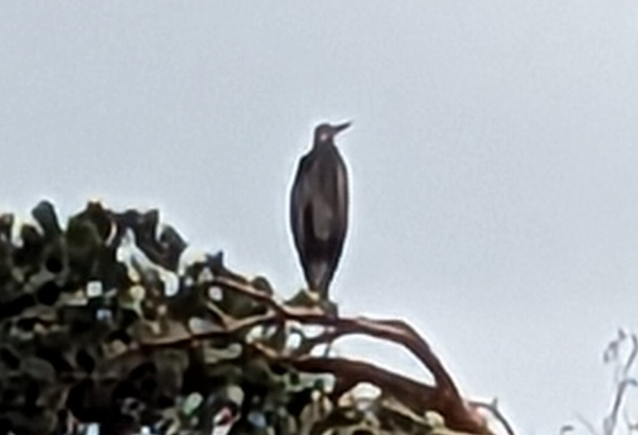 Great Blue Heron - ML612201654