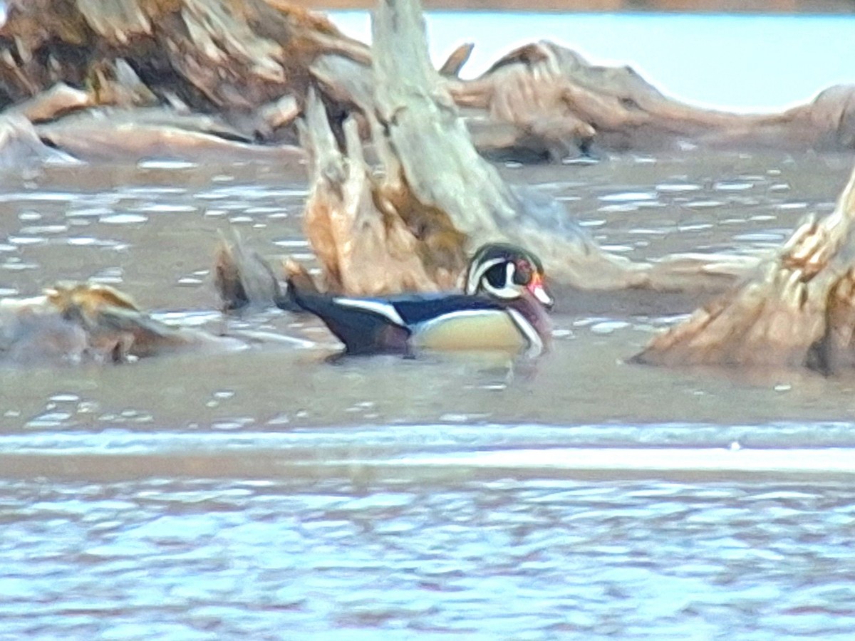 Wood Duck - ML612201680