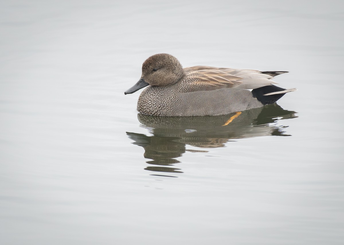 Gadwall - Filipe Leitão