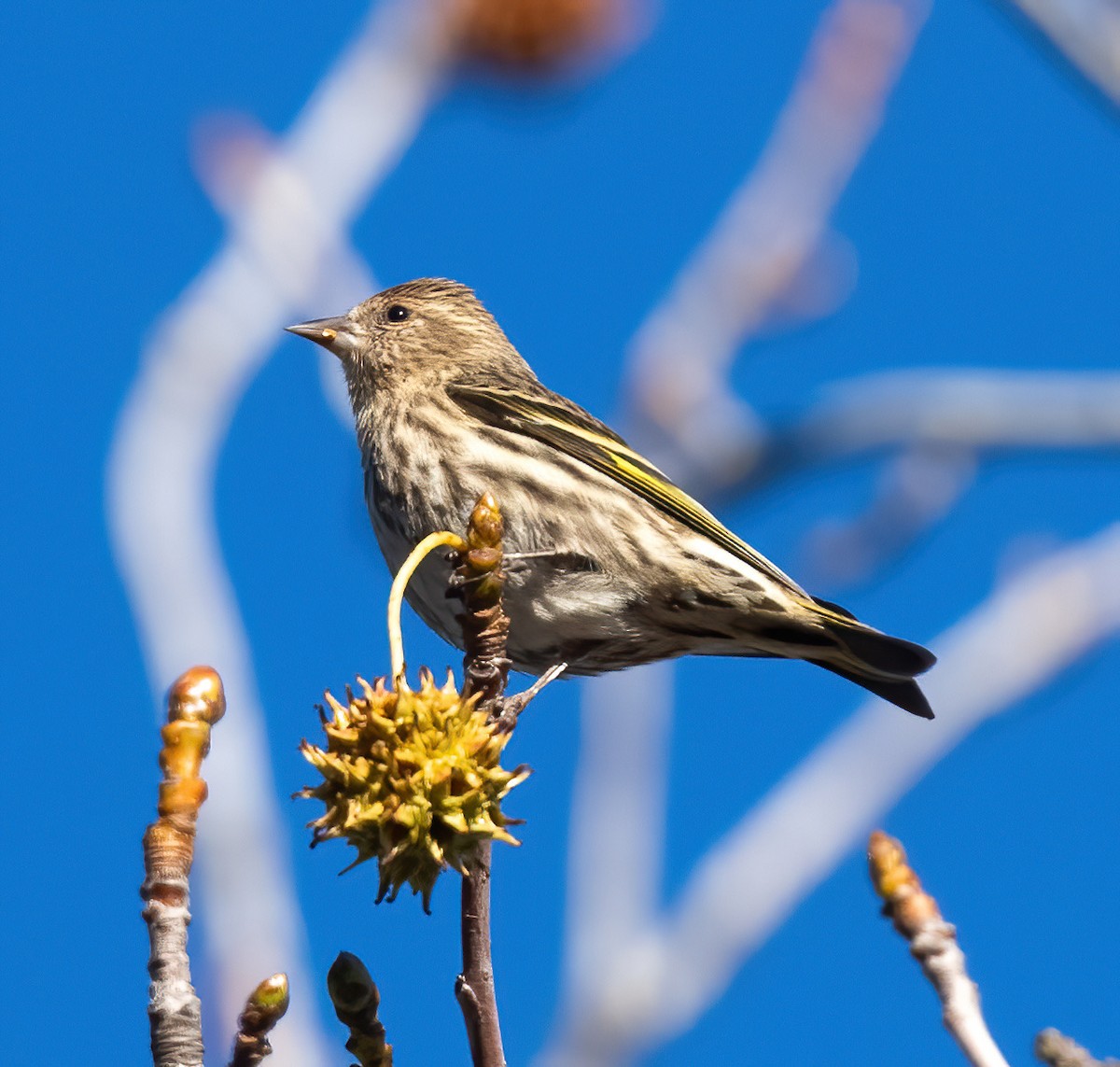 Pine Siskin - Joe Kaplan