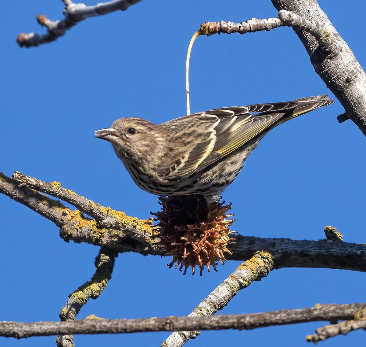 Pine Siskin - ML612201776