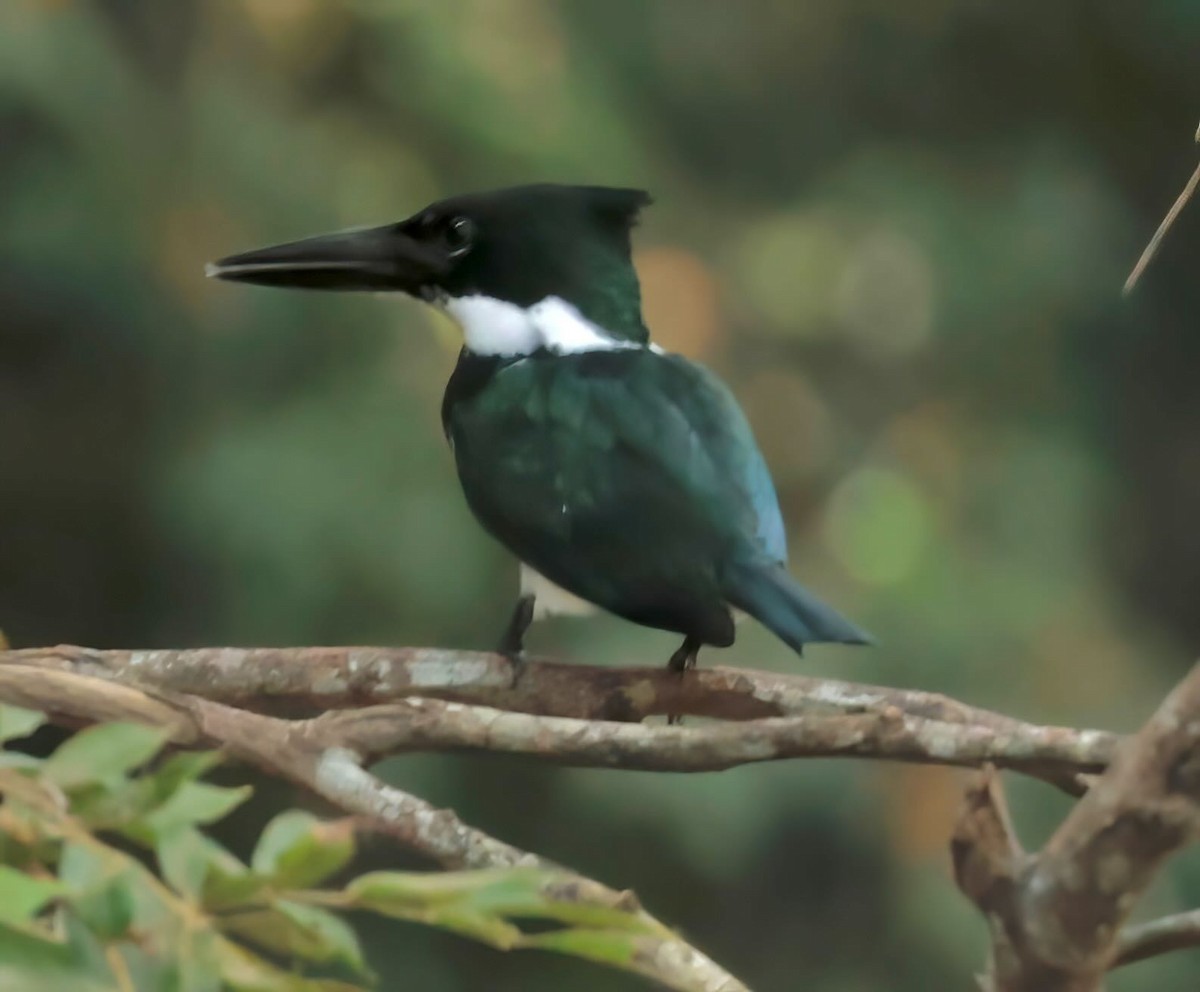 Amazon Kingfisher - ML612201947