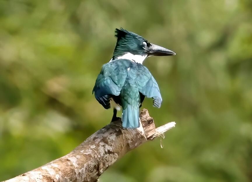 Amazon Kingfisher - ML612201948