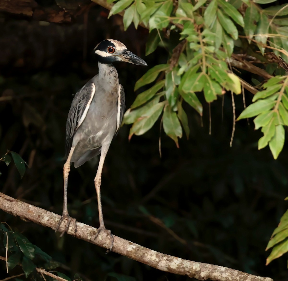 Yellow-crowned Night Heron - ML612201956
