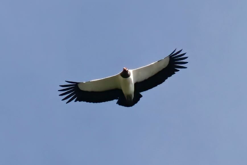 King Vulture - ML612201972