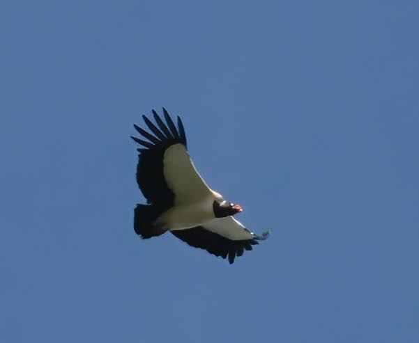 King Vulture - ML612201973