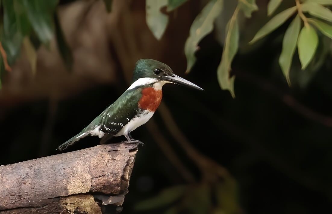 Green Kingfisher - ML612201982
