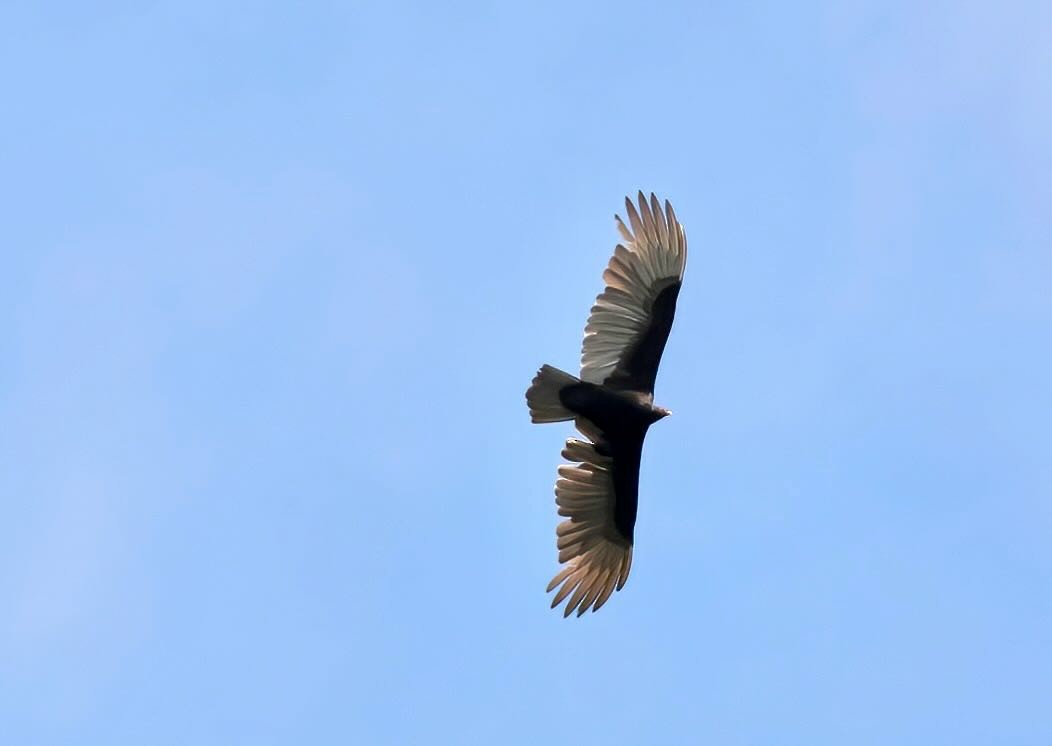 Turkey Vulture - ML612201989