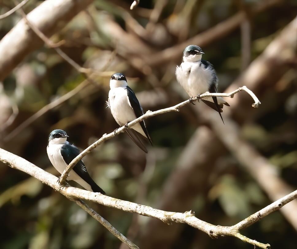 Mangrove Swallow - ML612202008
