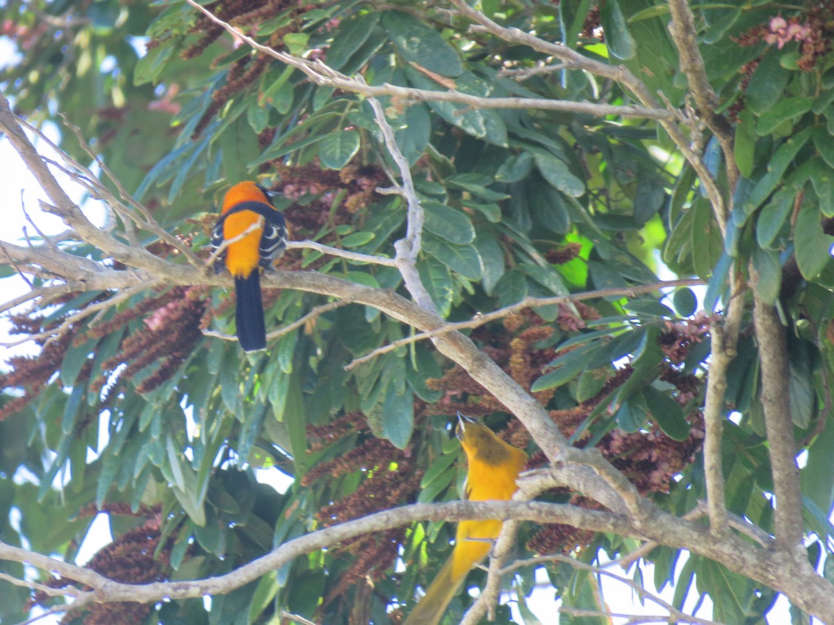 Orange Oriole - ML612202037