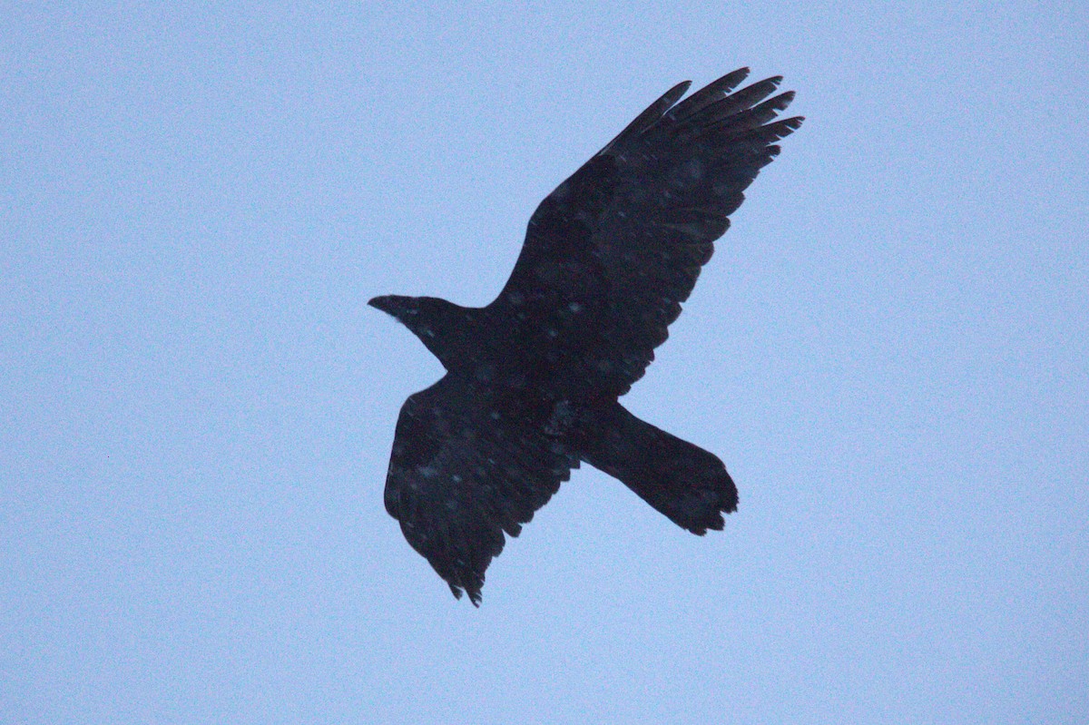 Common Raven - ML612202043