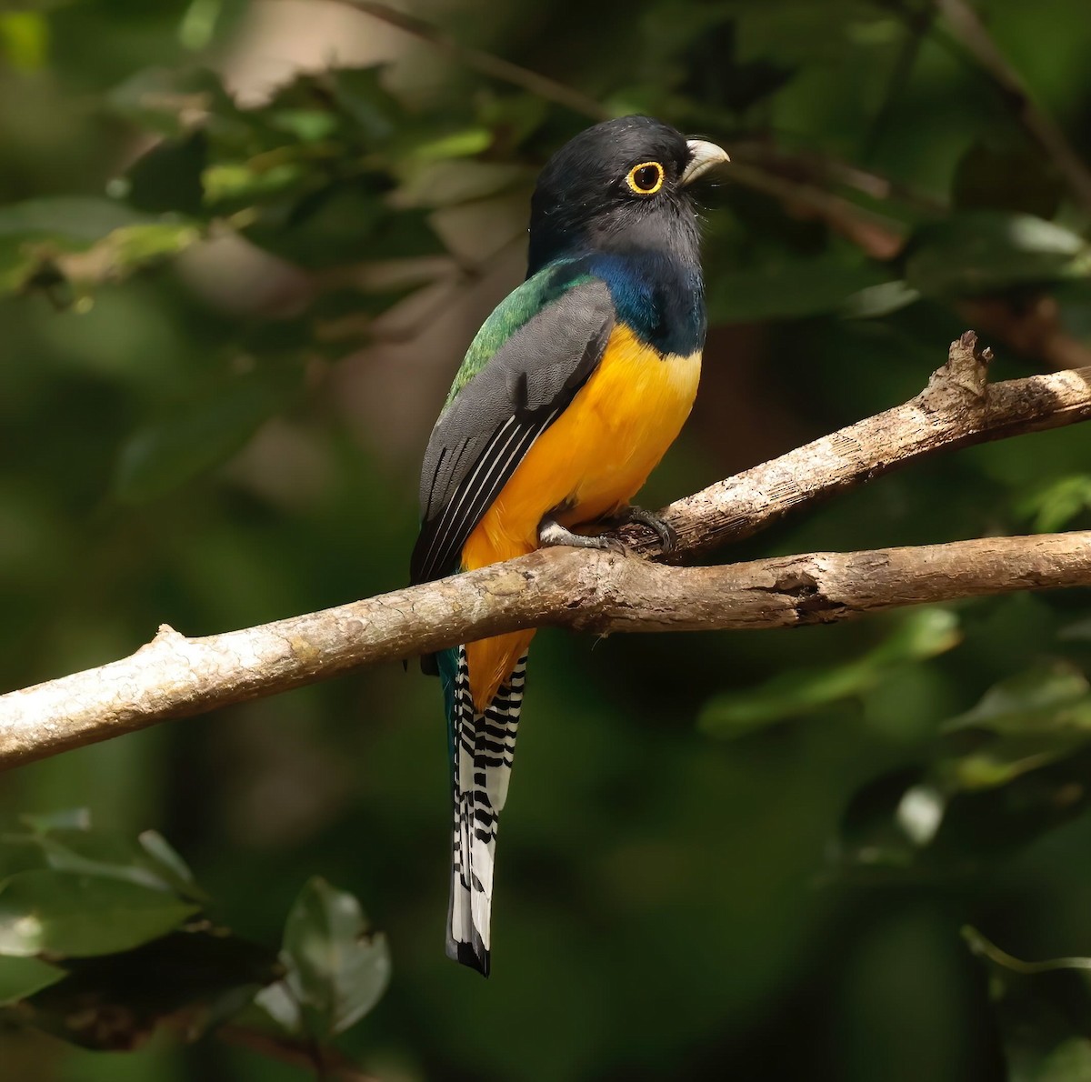 Gartered Trogon - ML612202059