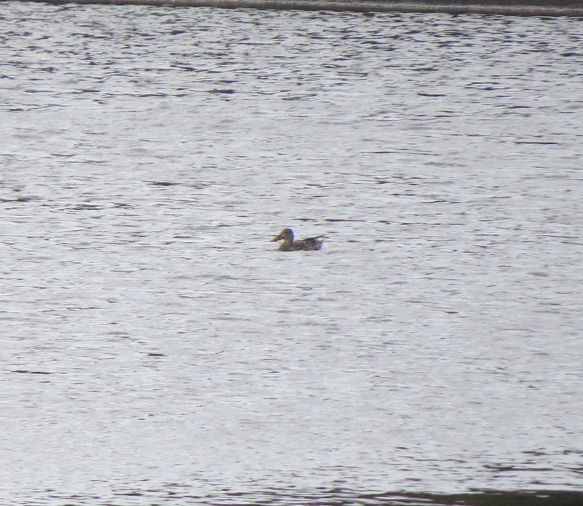 Northern Shoveler - ML612202082