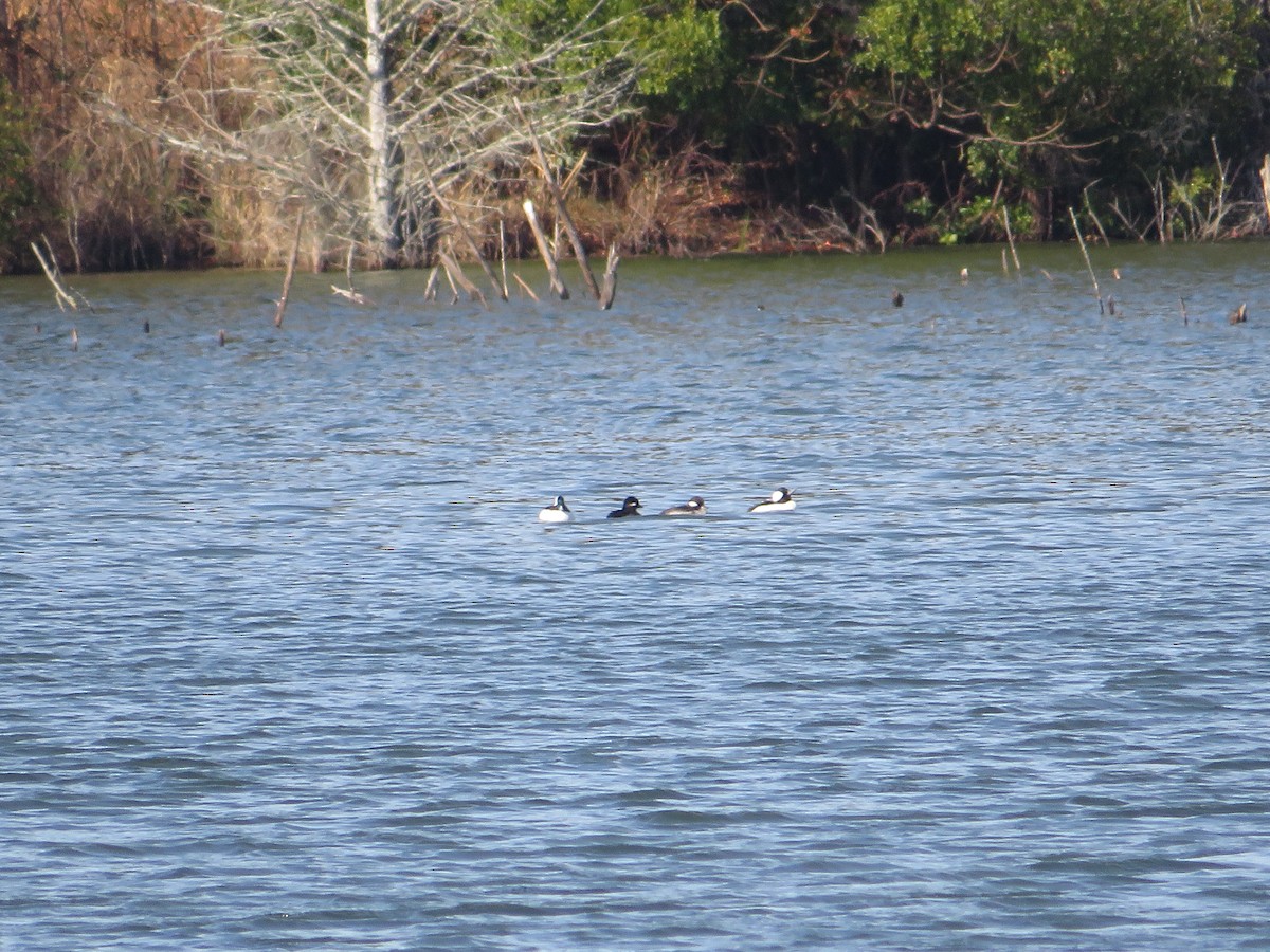 Bufflehead - ML612202087