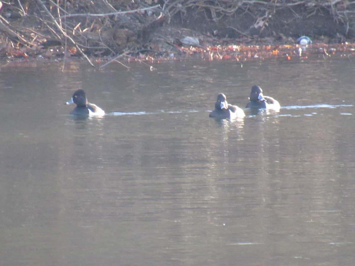 環頸潛鴨 - ML612202110