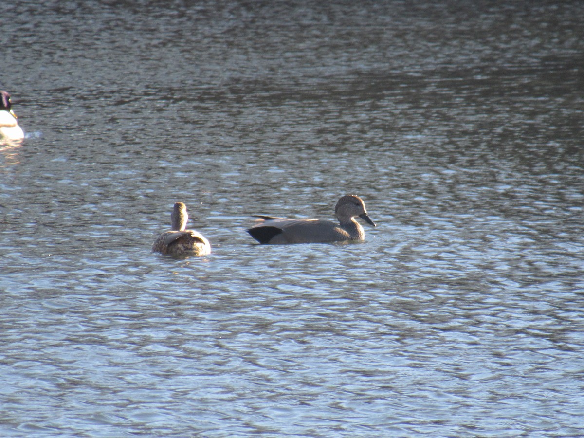 赤膀鴨 - ML612202111