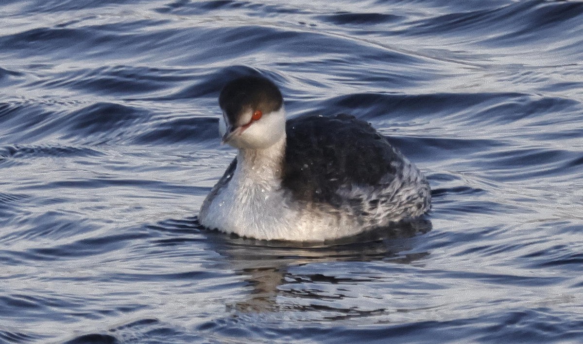 Horned Grebe - ML612202123