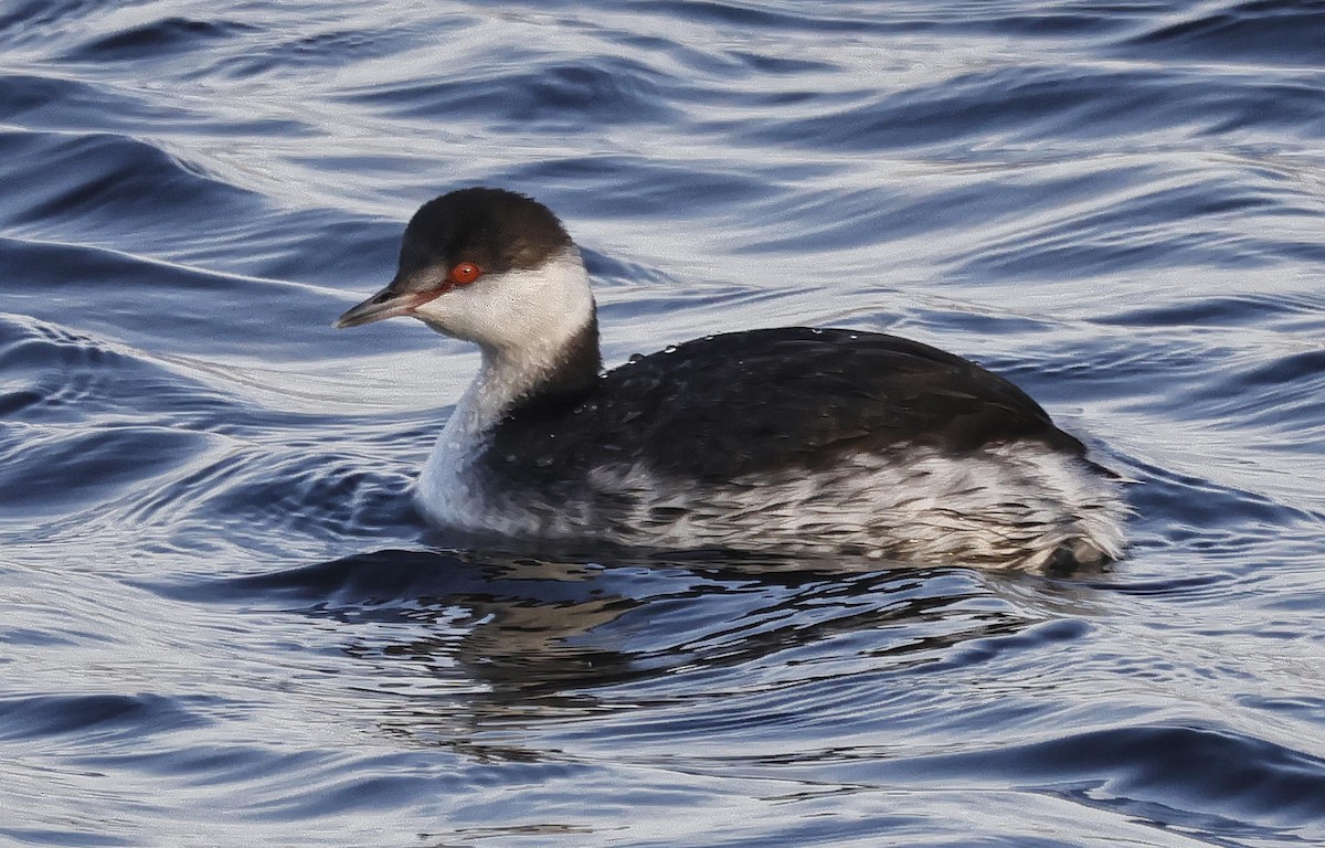 Horned Grebe - ML612202124