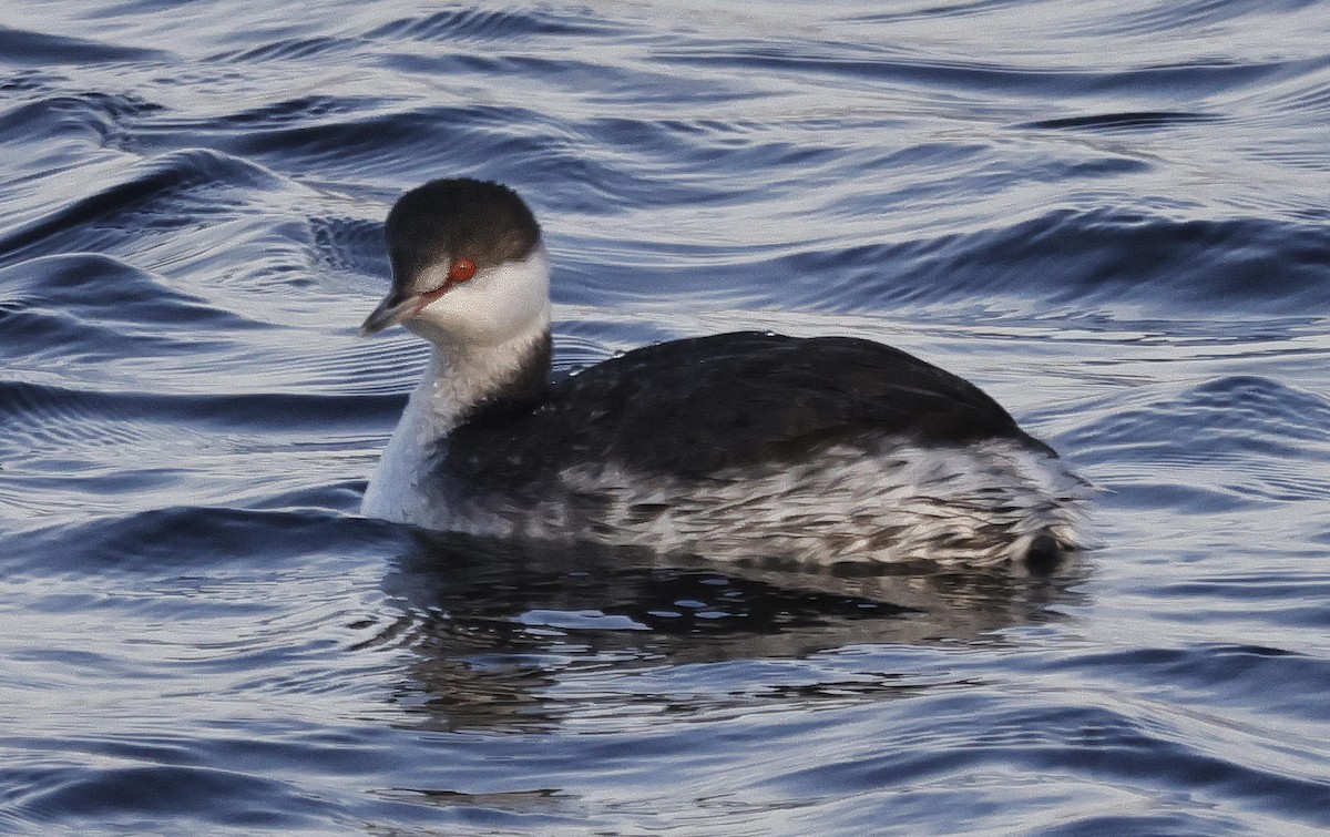 Horned Grebe - Mark Dennis