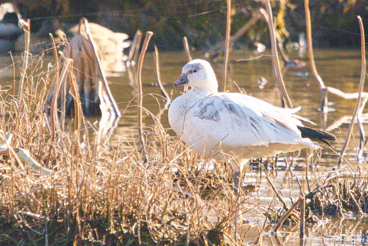 Snow x Ross's Goose (hybrid) - ML612202167