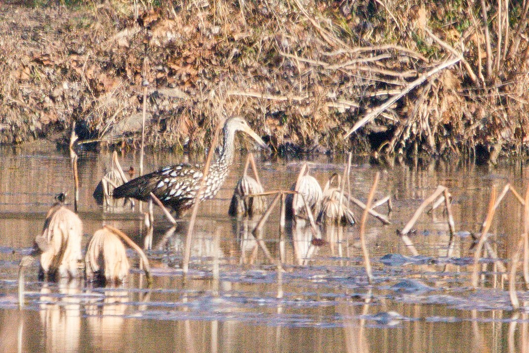 Limpkin - ML612202169