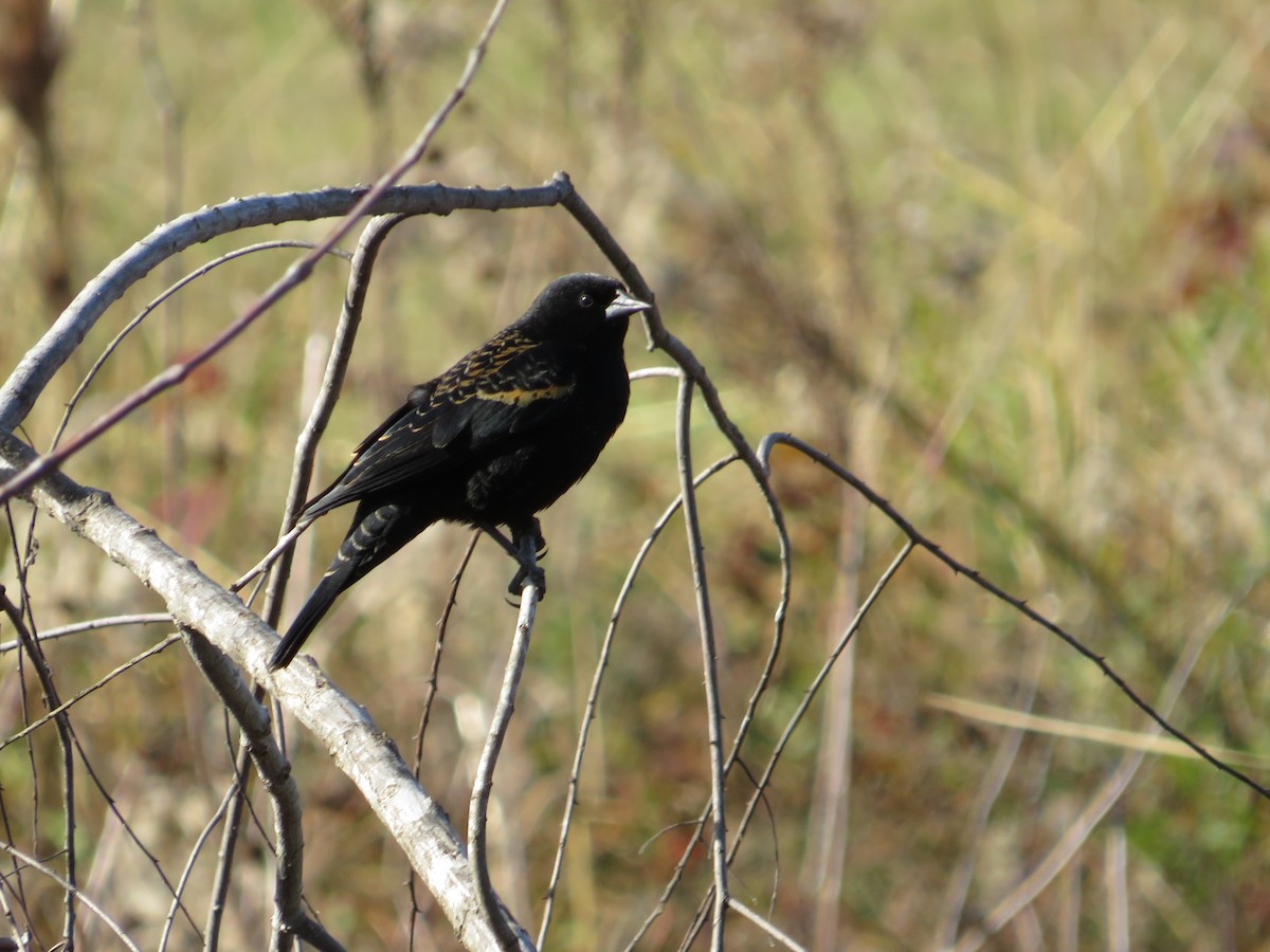 Red-winged Blackbird - ML612202179