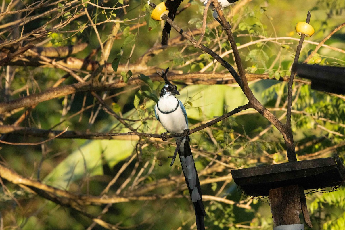 Black-throated x White-throated Magpie-Jay (hybrid) - ML612202275