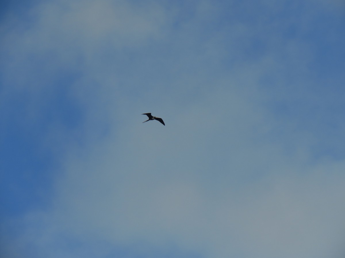 Magnificent Frigatebird - ML612202291