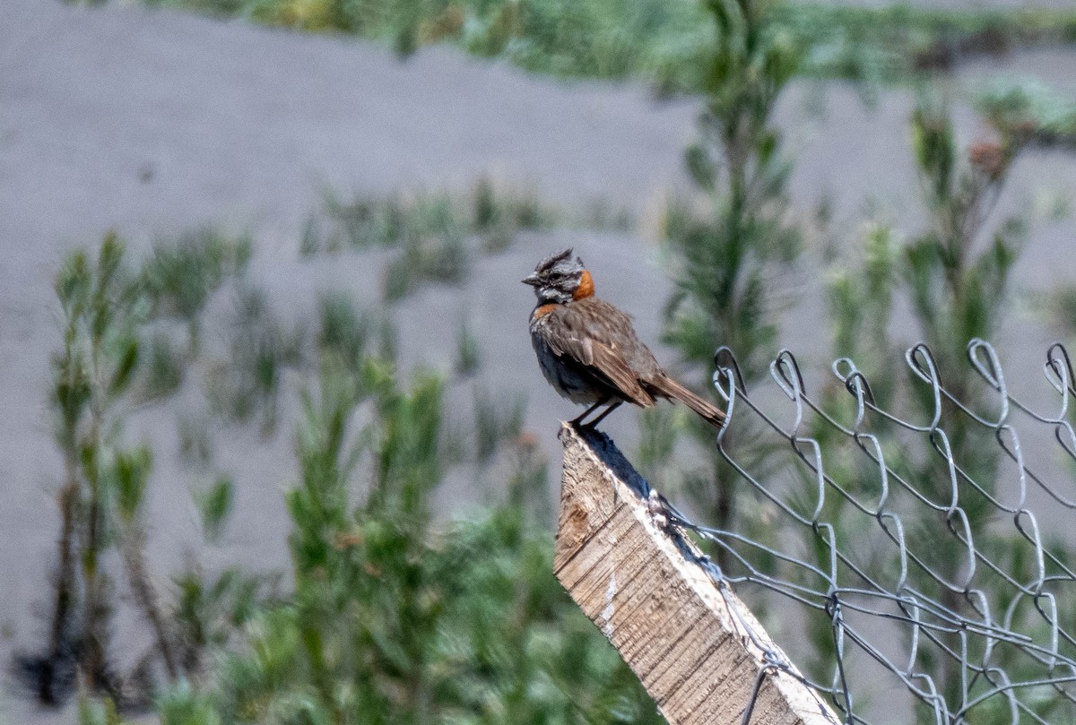 Rufous-collared Sparrow - ML612202316
