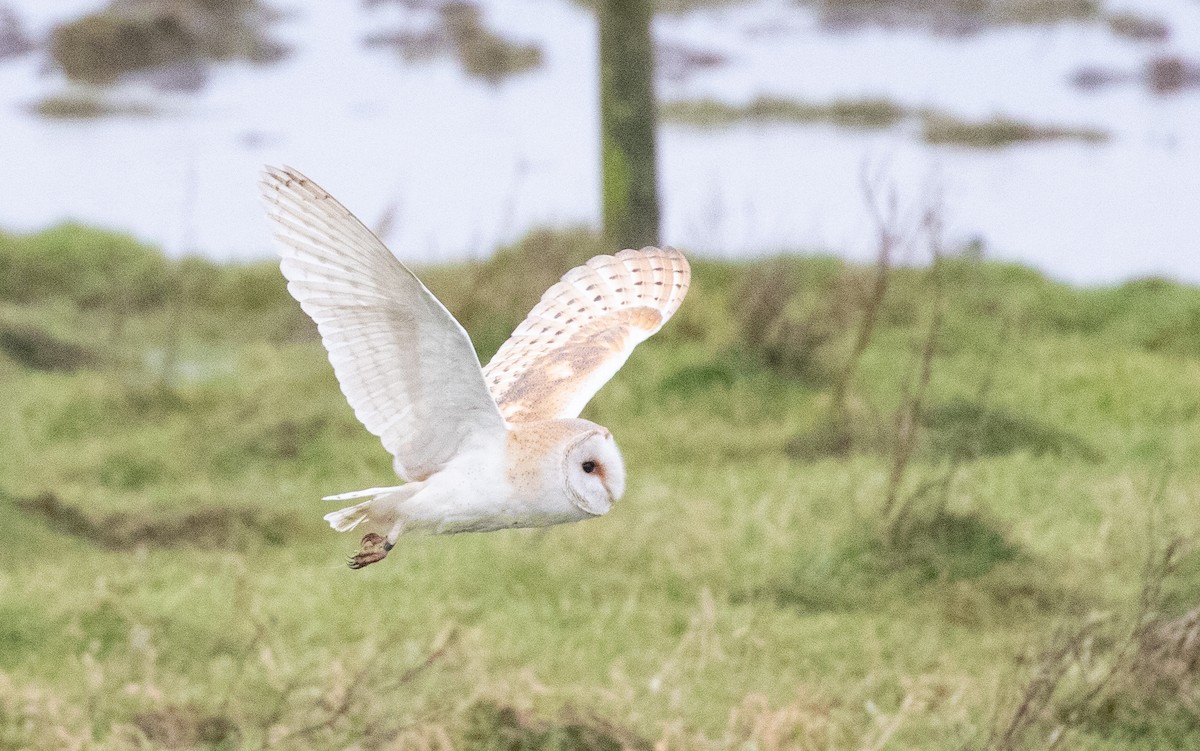 Western Barn Owl - ML612202324