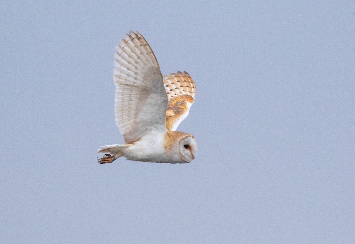 Western Barn Owl - ML612202325