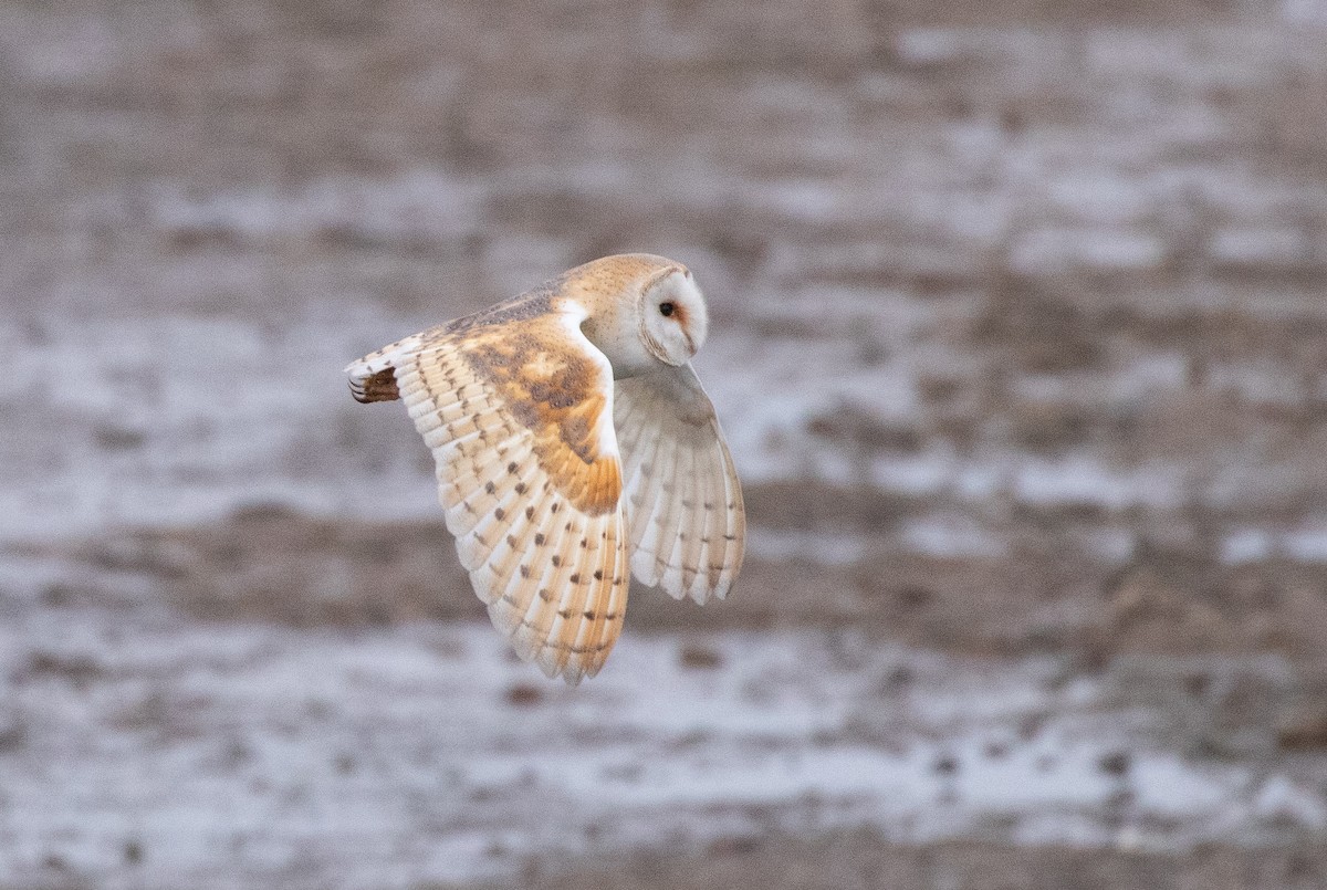 Western Barn Owl - ML612202326
