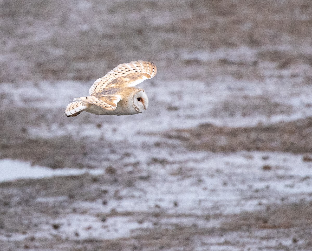 Western Barn Owl - ML612202328