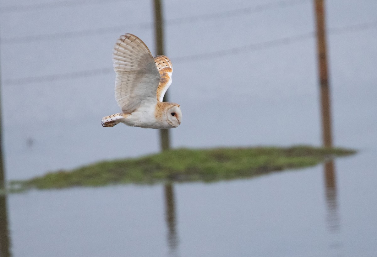 Western Barn Owl - ML612202329