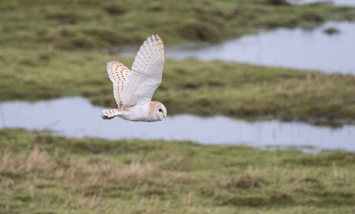 Western Barn Owl - ML612202330