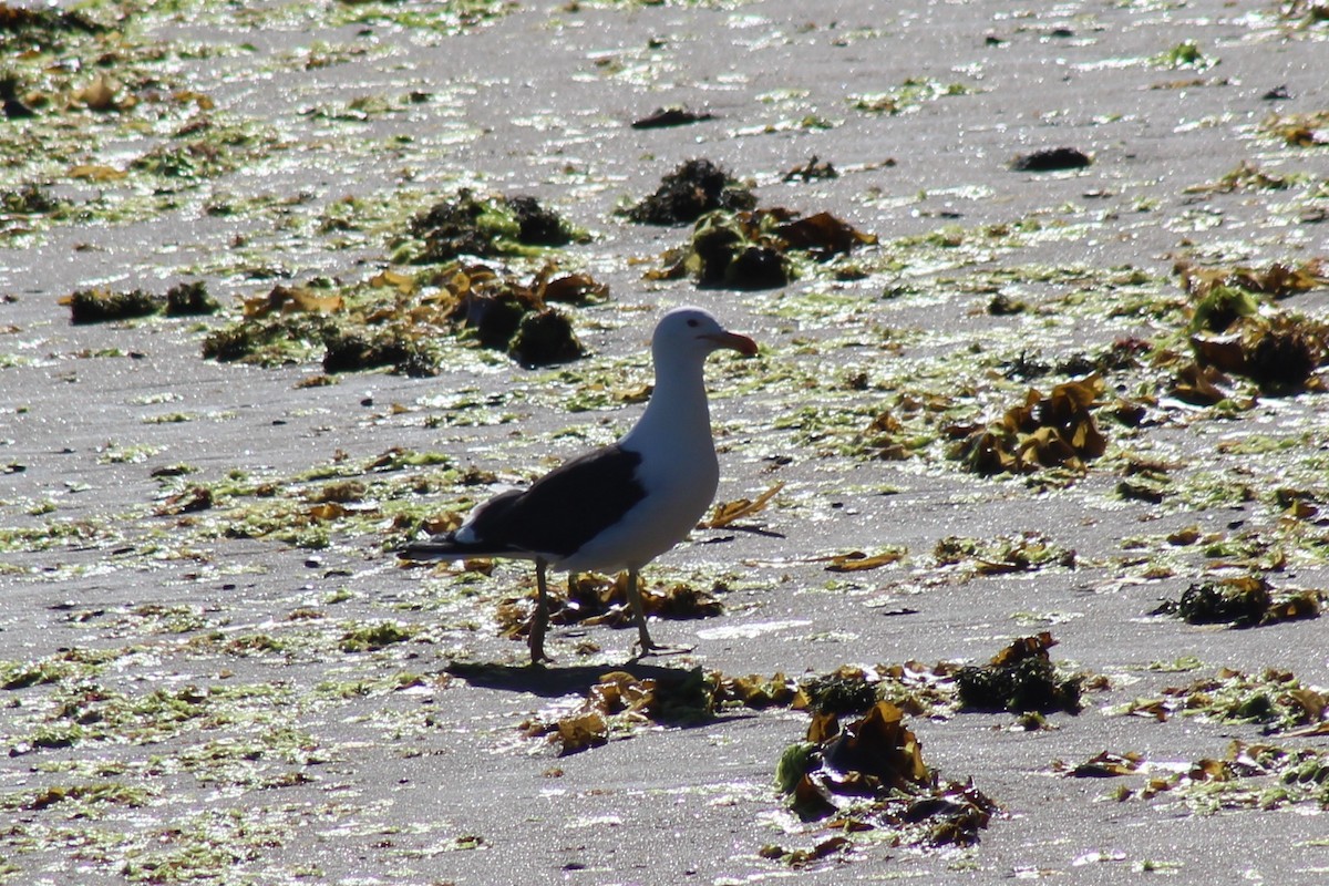 Kelp Gull - ML612202413