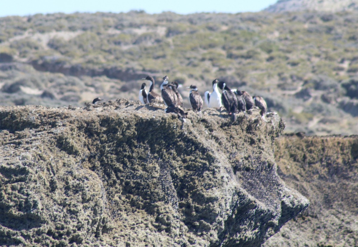 Imperial Cormorant - ML612202420