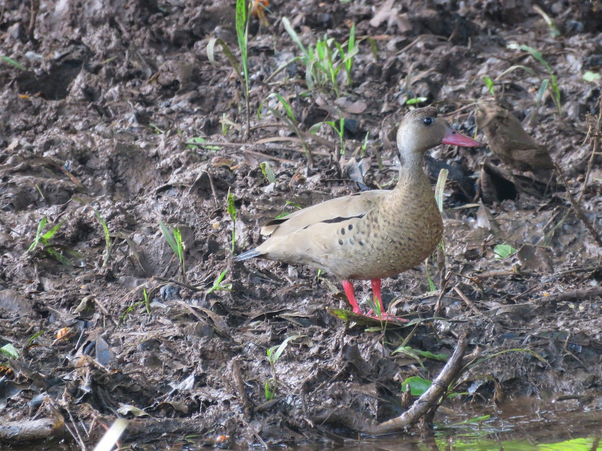 Pato Brasileño - ML612202438