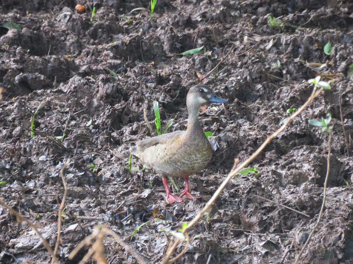 Pato Brasileño - ML612202439