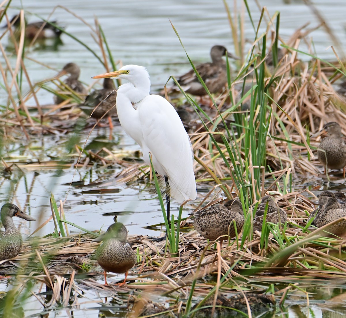 Great Egret - ML612202441