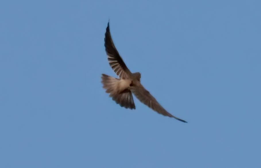 Northern Rough-winged Swallow - ML612202466