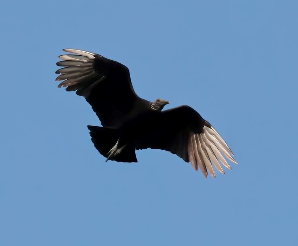 Black Vulture - ML612202474