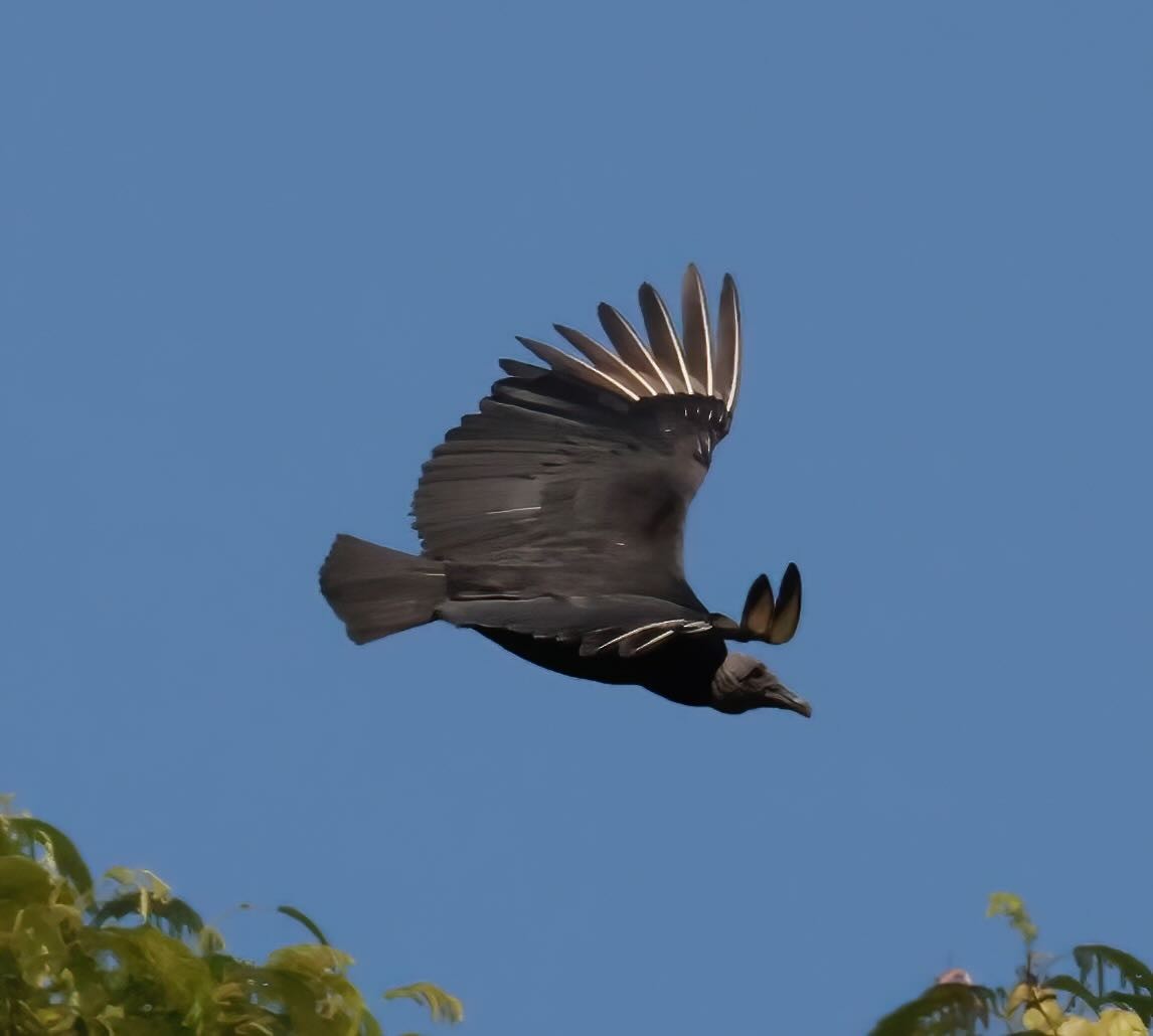 Black Vulture - ML612202476