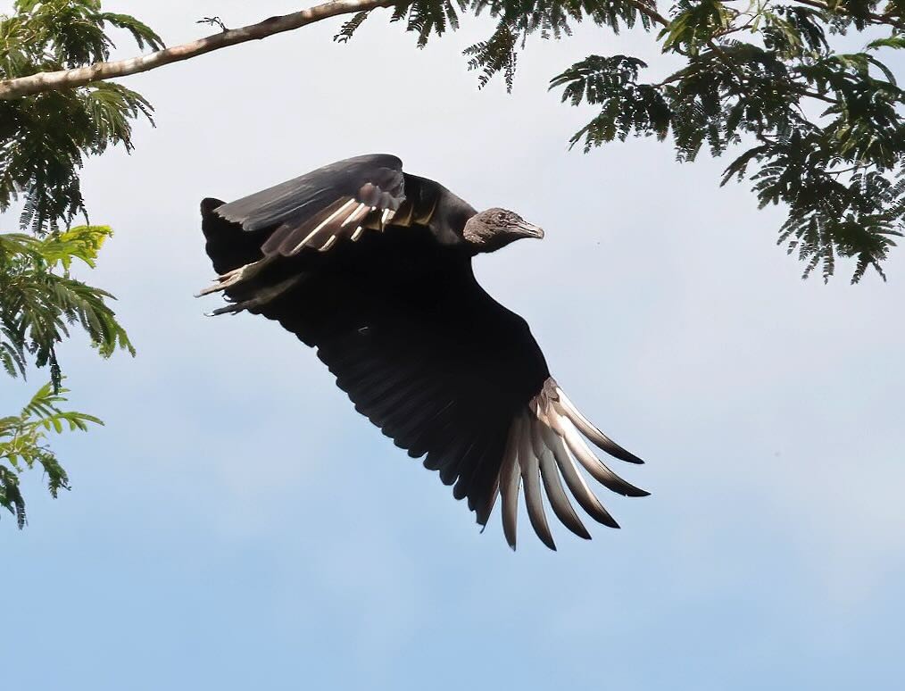 Black Vulture - ML612202477