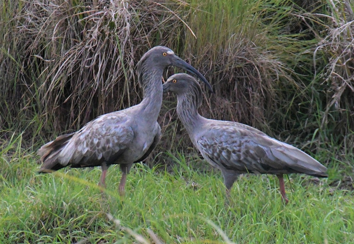 ibis běločelý - ML612202518