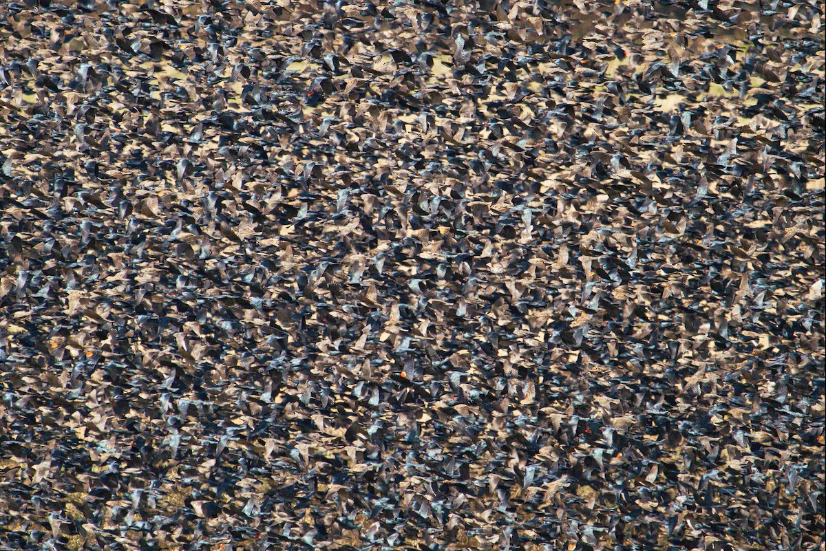 Red-winged Blackbird - ML612202525