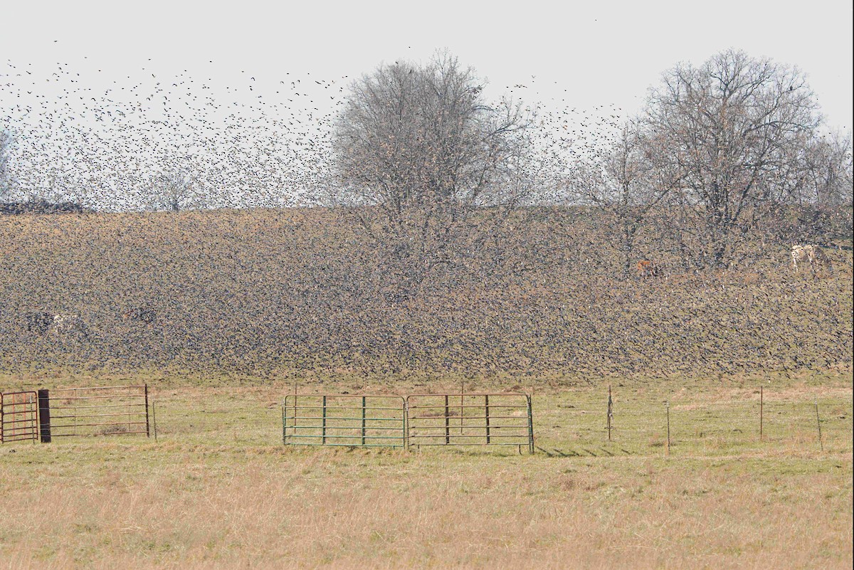 Red-winged Blackbird - ML612202526