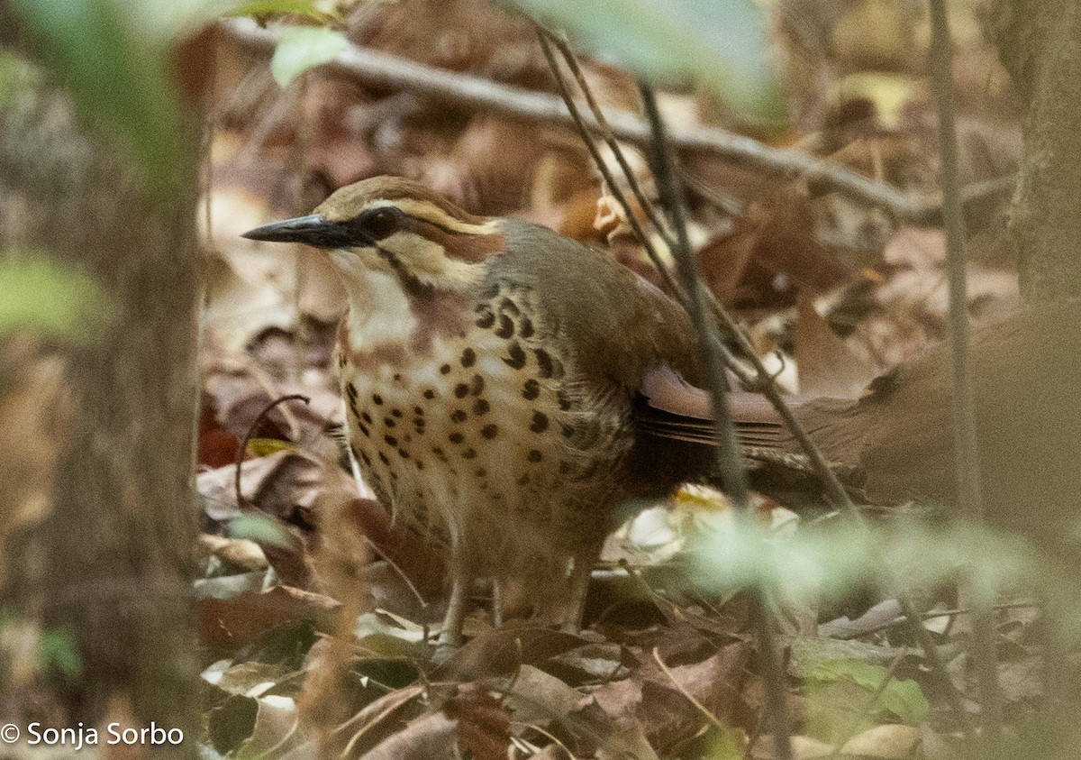 White-breasted Mesite - Sonja Sorbo