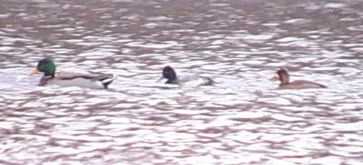 Lesser Scaup - ML612202579