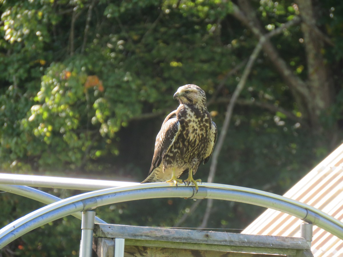 Swainson's Hawk - ML612202602